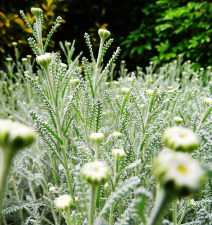 Flowers growing in a British garden.の写真素材