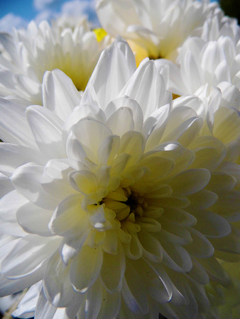 White flowers growing in a British garden.の写真素材