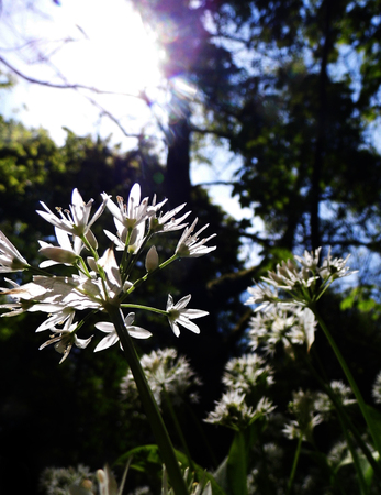 British wildflowers growing.の写真素材
