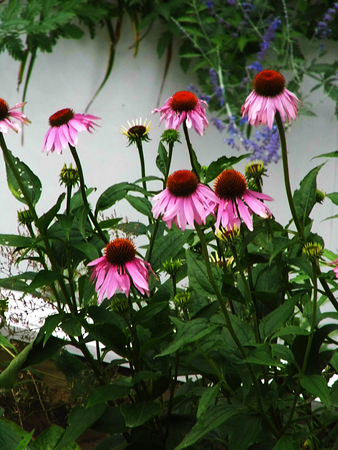 Flowers growing in a British garden.の写真素材