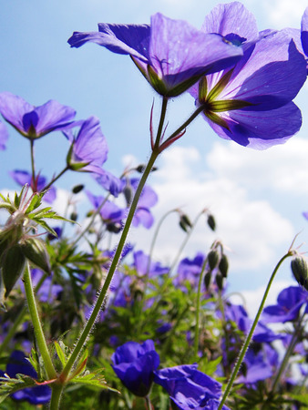 Flowers growing in a British garden.の写真素材