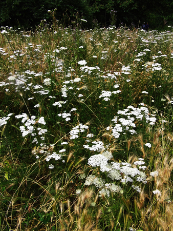 British wildflowers growing.の写真素材