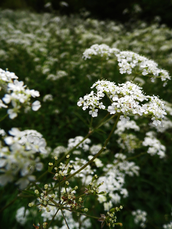Flowers growing in a British garden.の写真素材