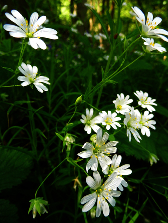 British wildflowers growing.の写真素材