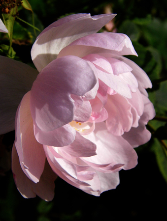 Pink flowers growing in a British garden.の写真素材