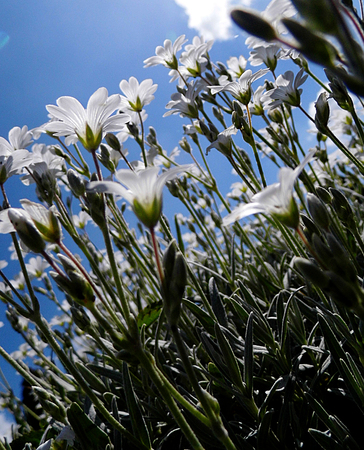 White flowers growing in a British garden.の写真素材