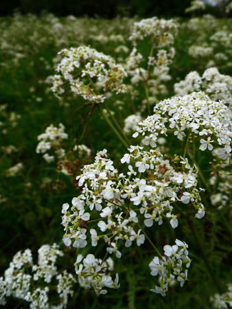 British wildflowers growing.の写真素材