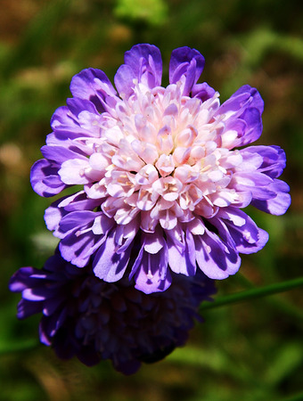 Flowers growing in a British garden.の写真素材