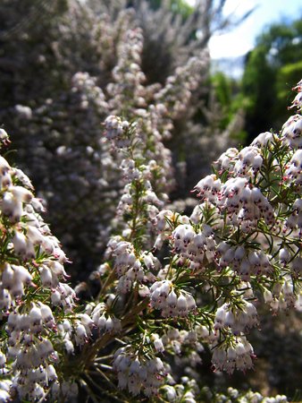 Heather, a well known British wildflower growing on a UK heath.の写真素材