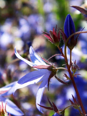 Flowers growing in a British garden.の写真素材