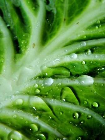 Cabbage leaf with water drops, closeup.