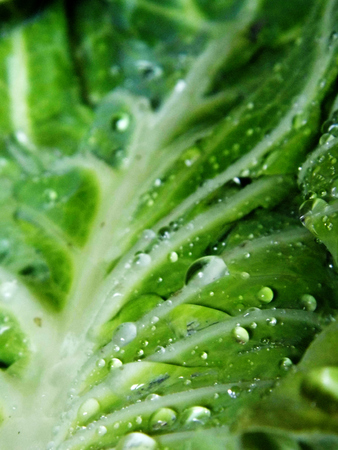 Cabbage leaf with water drops, closeup.の写真素材
