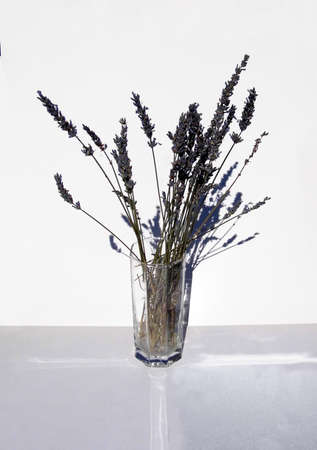 Dried lavender in a sunlit glass vase.の写真素材