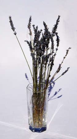 Dried lavender in a sunlit glass vase.の写真素材