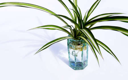 Closeup of a small spider plant in a small glass vase, against a white background, lit with shadow.の写真素材