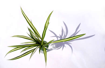 Small spider plant in a small glass vase, against a white background, lit with shadow.の写真素材