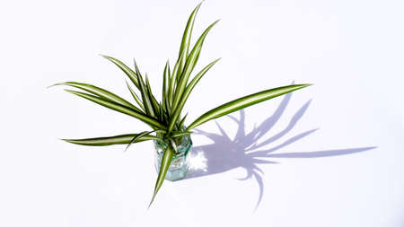 Small spider plant in a small glass vase, against a white background, lit with shadow.の写真素材