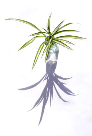 Small spider plant in a small glass vase, against a white background, lit with shadow.の写真素材