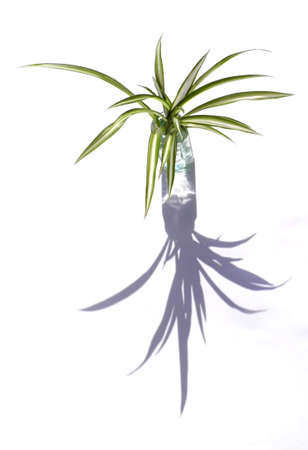 Small spider plant in a small glass vase, against a white background, lit with shadow.の写真素材