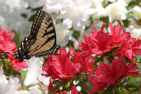 red and white flowers with yellow butterflyの写真素材
