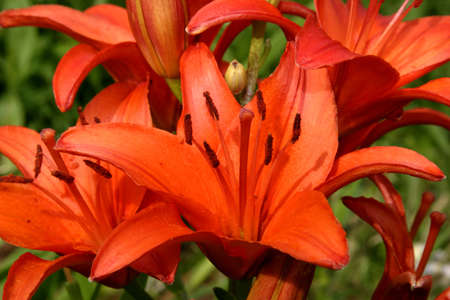 brite orange flowerの写真素材