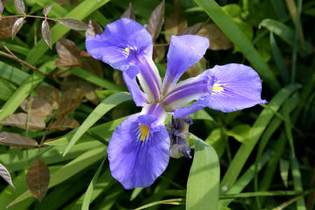 purple Irasの写真素材