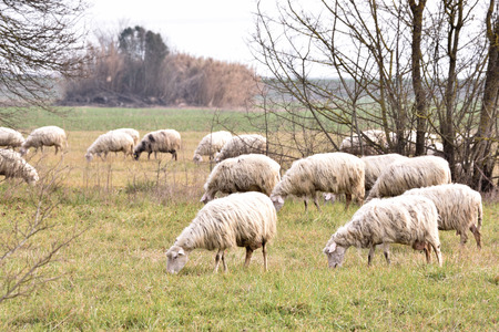 Sheep in the same direction in different linesの写真素材