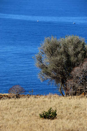 Overlooking the seaのeditorial素材