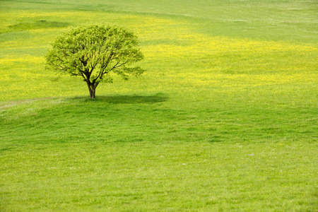Lonely tree on a yellow spring blossom meadow.の写真素材