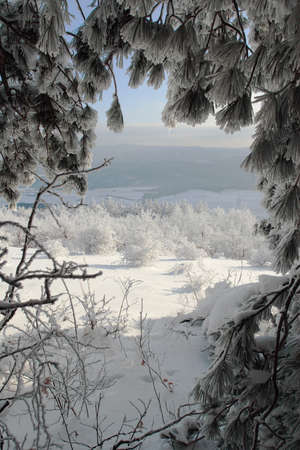 Winter scene with frosen pine trees.の写真素材