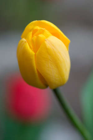 Yellow tulip close-upの写真素材
