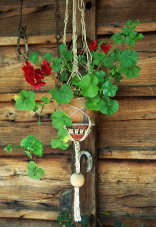 Geranium in a flowerpotの写真素材