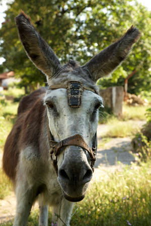 Portrait of an old working donkeyの写真素材
