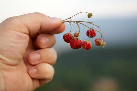 Bunch of red wild forest strawbeeryの写真素材