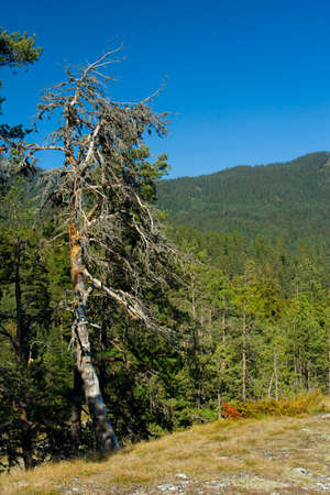 Old pine tree in the mountainsの写真素材