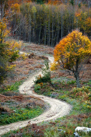 Trail in an autumn mountain forestの写真素材