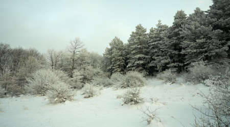 Frosen forest with snow at evening timeの写真素材