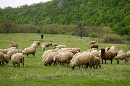 Sheep out grazingの写真素材