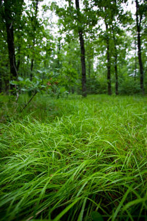 Spring forest after a rain, a green grass in the frontの写真素材