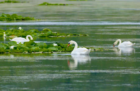 Family of swans in a lakeの写真素材