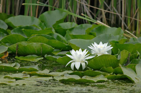 Two lotus blossom flowersの写真素材