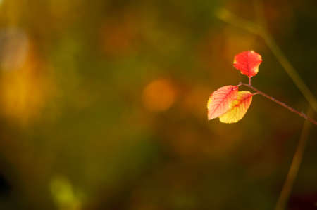 Autumn scene with colorful leafs and blurred backgroundの写真素材