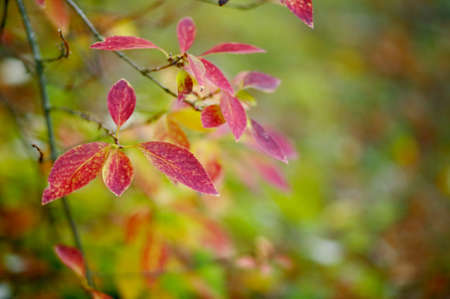 Autumn scene with colorful red leafs and blurred backgroundの写真素材