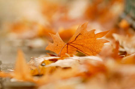 Colorful autumn leaf on the ground with beatiful background blurの写真素材