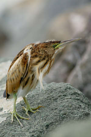 Strange stumpy aquatic bird