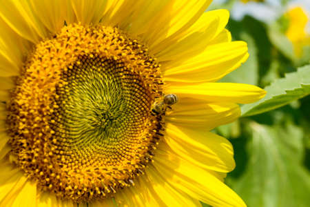Honey bee on a sunflower blossomの写真素材