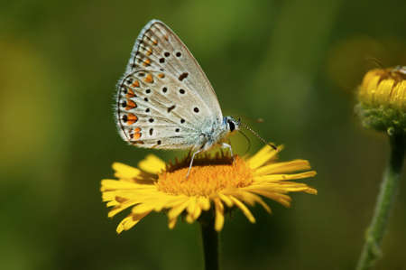 Beautiful butterfly on a yellow flowerの写真素材