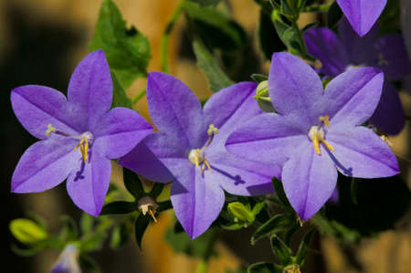Three blossoms of a blue flowerの写真素材
