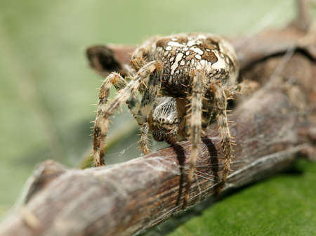 Big brown spyder close-up