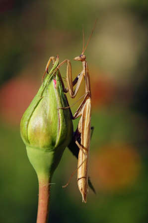Brown mantis on a rose budの写真素材